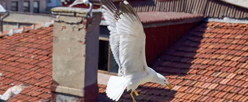 Residential Chimney Animal Removal Solution in Newburyport, MA