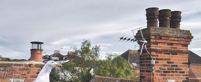 Chimney Cleaning And Restoration in Newburyport, Massachusetts